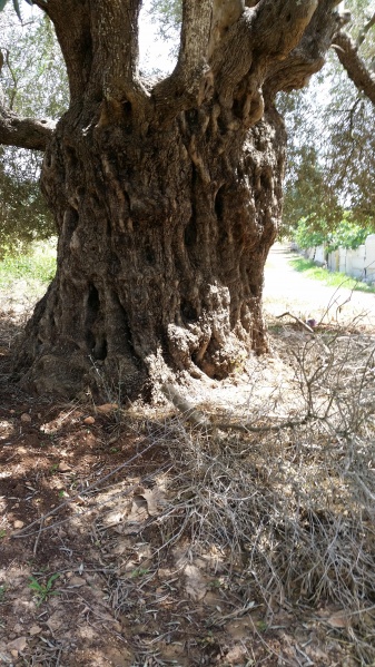 קובץ:2016.04.16-130649.212.android.jpg