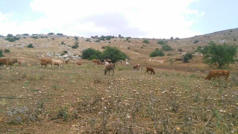 קובץ:2016.05.05-125858.308.android.jpg