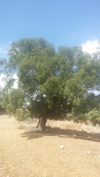 קובץ:2016.09.07-114425.450.android.jpg