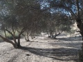 תמונה ממוזערת לגרסה מתאריך 05:36, 30 בנובמבר 2016