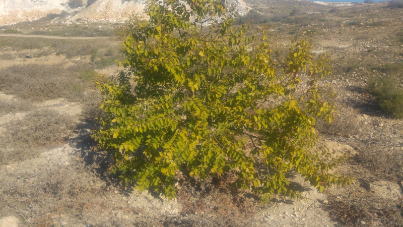 קובץ:2017.01.06-140917.070.android.jpg