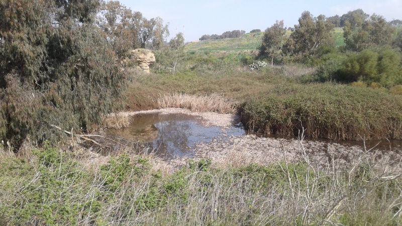 קובץ:2017.02.23-103601.371.android.jpg