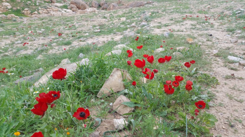 קובץ:2017.03.03-115848.666.android.jpg