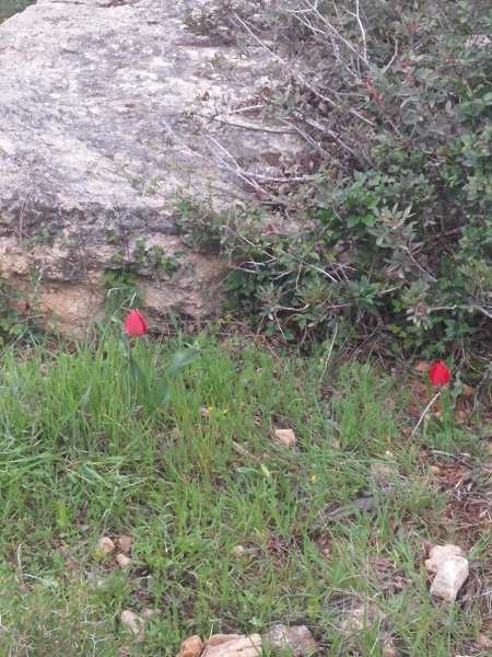 קובץ:2017.03.15-162417.621.android.jpg