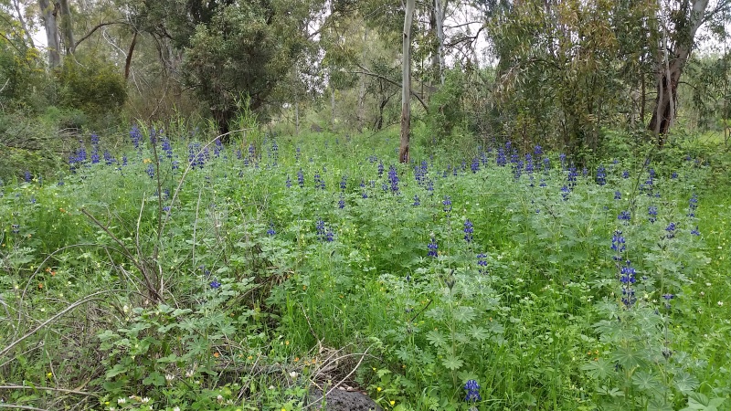 קובץ:2017.03.18-133519.056.android.jpg