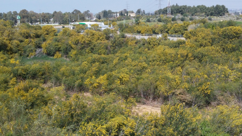 קובץ:2017.03.28-150135.705.android.jpg