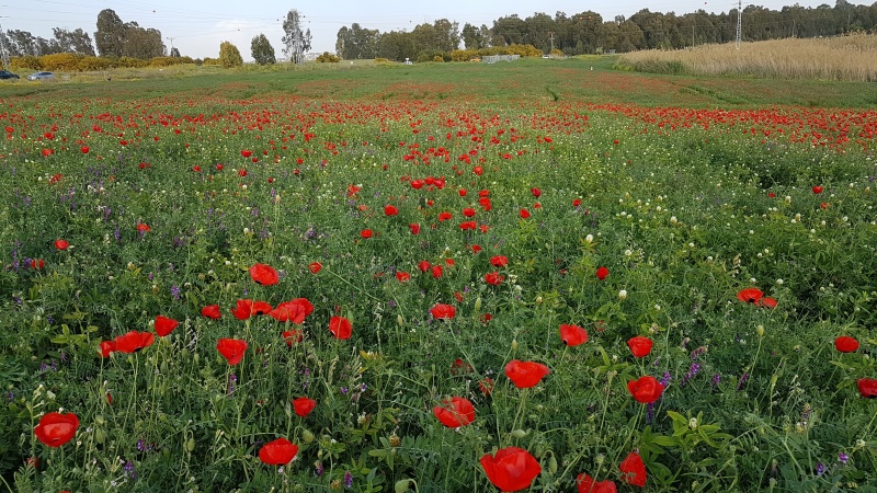 קובץ:2017.03.31-185647.014.android.jpg