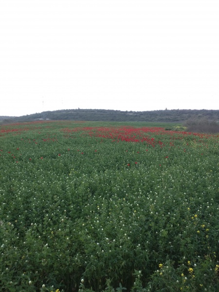 קובץ:2017.04.01-120221.026.android.jpg