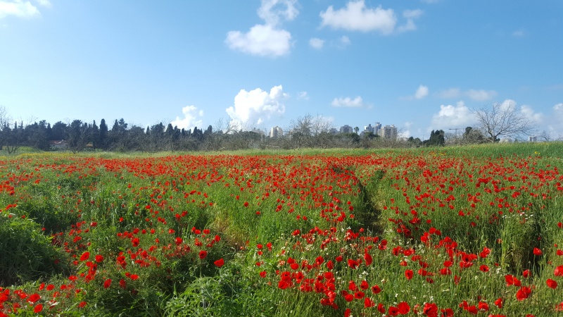 קובץ:2017.04.02-170143.930.android.jpg