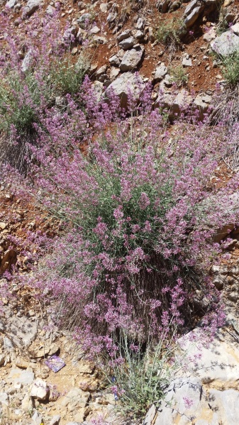 קובץ:2017.06.10-150852.814.android.jpg