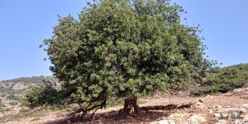 קובץ:2017.09.09-113120.967.android.jpg