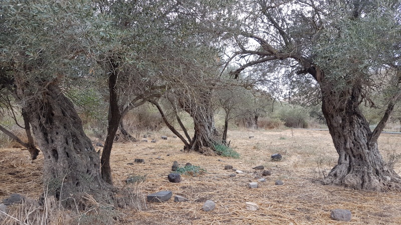 קובץ:2017.10.09-150940.447.android.jpg