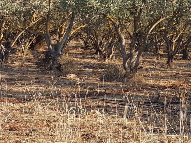 קובץ:2017.10.13-173144.556.android.jpg