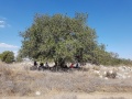 תמונה ממוזערת לגרסה מתאריך 10:03, 17 באוקטובר 2017