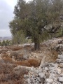 תמונה ממוזערת לגרסה מתאריך 08:56, 30 באוקטובר 2017