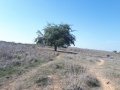 תמונה ממוזערת לגרסה מתאריך 14:25, 3 בדצמבר 2017