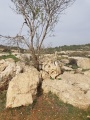 תמונה ממוזערת לגרסה מתאריך 15:04, 2 בפברואר 2018