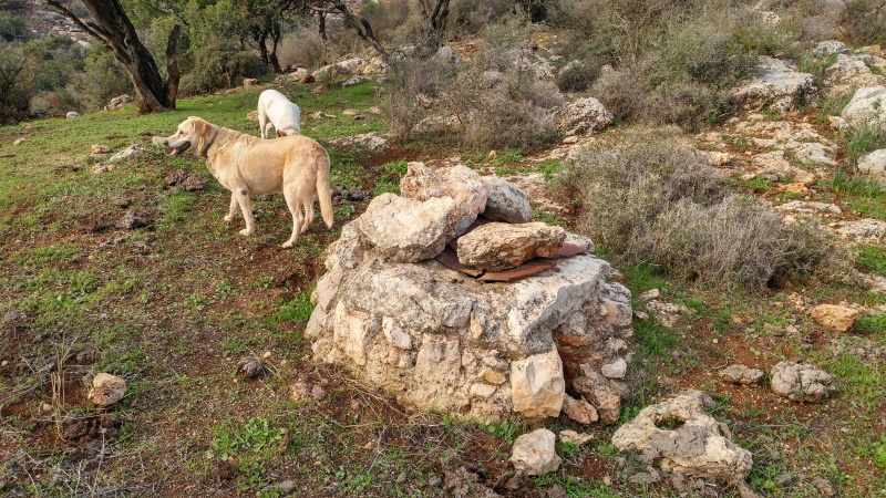 קובץ:2018.01.10-154233.168.android.jpg