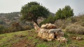 תמונה ממוזערת לגרסה מתאריך 12:53, 21 בינואר 2018