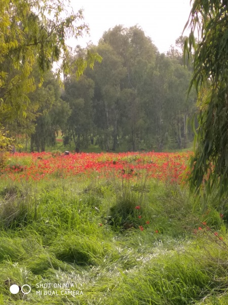 קובץ:2018.02.07-156043.610.android.jpg