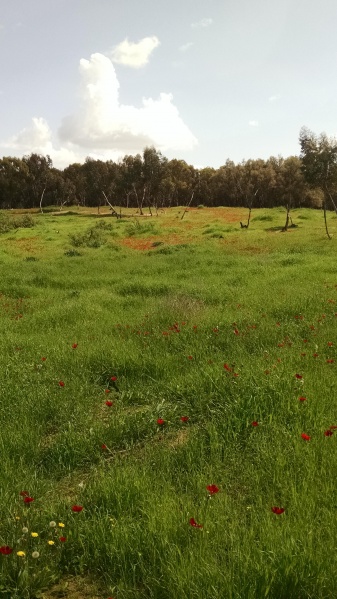 קובץ:2018.02.23-134214.818.android.jpg