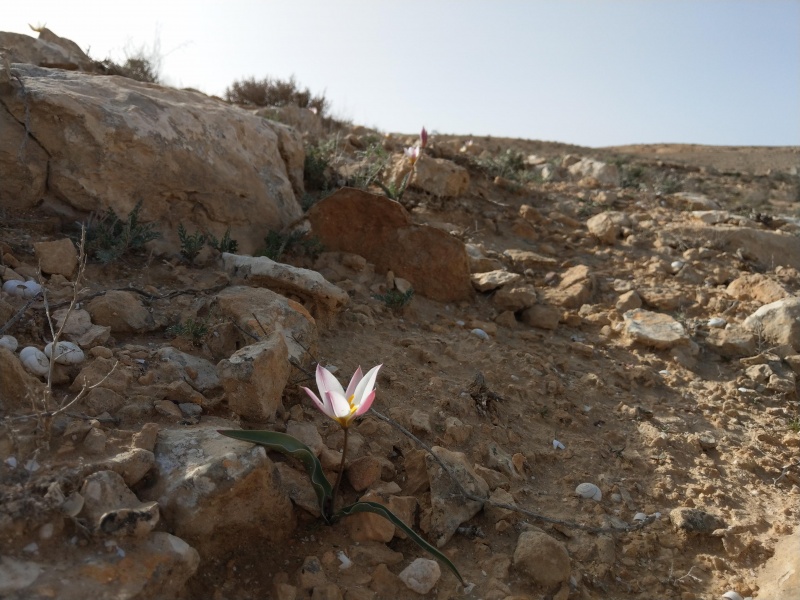 קובץ:2018.03.01-162520.019.android.jpg