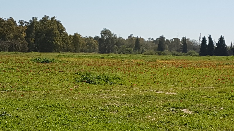 קובץ:2018.03.07-110535.187.android.jpg