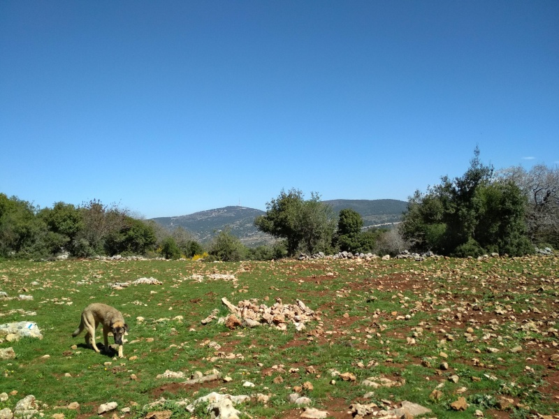 קובץ:2018.03.07-121505.901.android.jpg