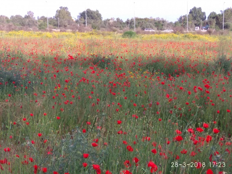 קובץ:2018.03.28-182427.441.android.jpg