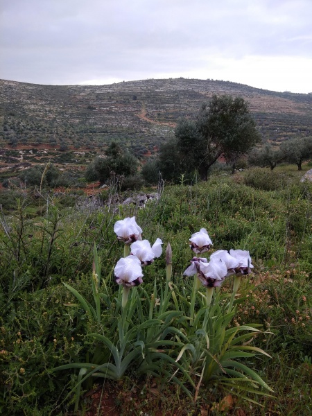 קובץ:2018.03.30-084417.665.android.jpg