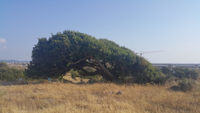 קובץ:2018.05.29-182142.455.android.jpg