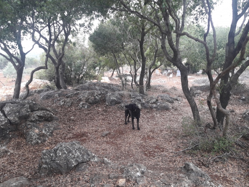 קובץ:2018.08.04-130549.344.android.jpg