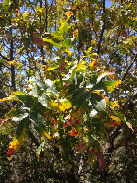 קובץ:2018.08.15-124125.628.android.jpg