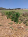 תמונה ממוזערת לגרסה מתאריך 01:38, 7 בספטמבר 2018