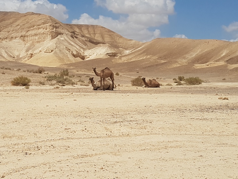 קובץ:2018.09.08-122424.149.android.jpg