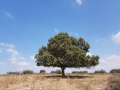 תמונה ממוזערת לגרסה מתאריך 03:32, 17 בספטמבר 2018