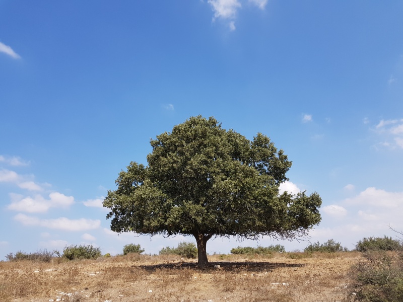 קובץ:2018.09.16-124531.811.android.jpg