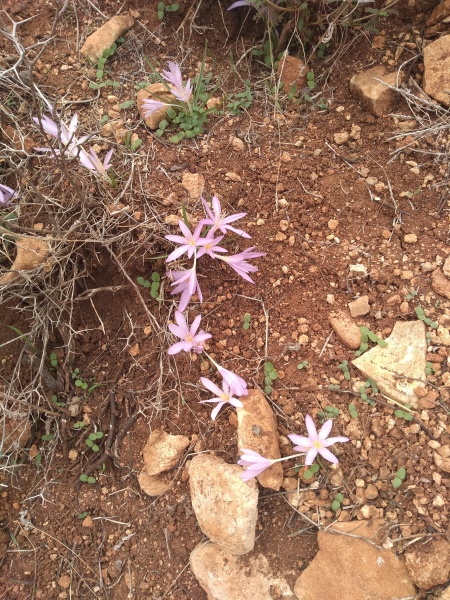 קובץ:2018.11.11-122853.655.android.jpg