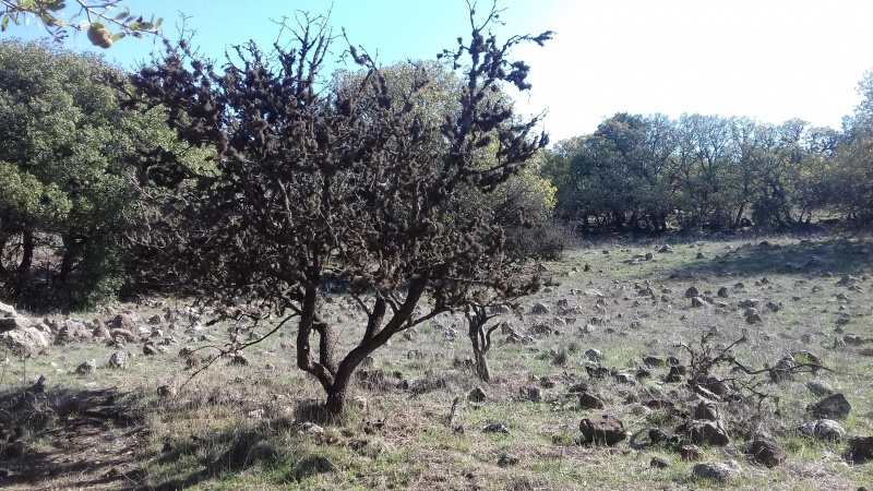 קובץ:2018.11.19-130855.751.android.jpg