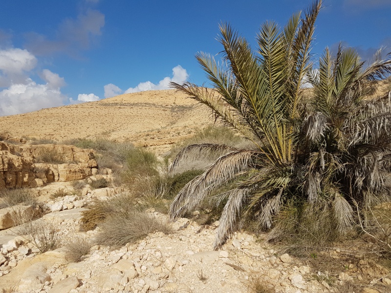 קובץ:2018.12.21-131655.206.android.jpg