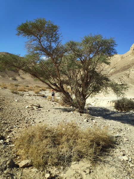 קובץ:2019-12-29T12 01 30.603961709571.jpg