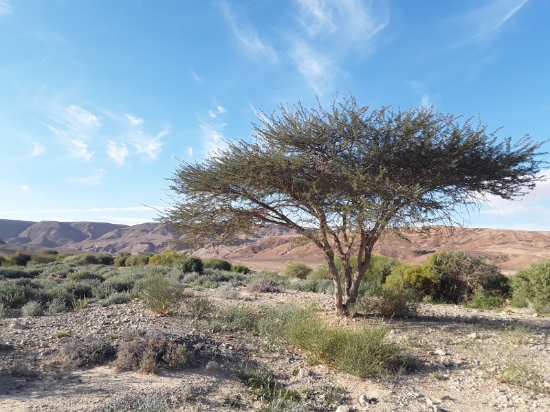 קובץ:2019.01.01-155352.860.android.jpg