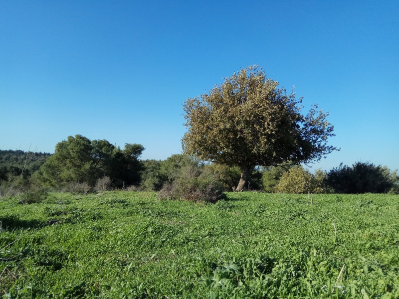 קובץ:2019.01.04-145632.968.android.jpg