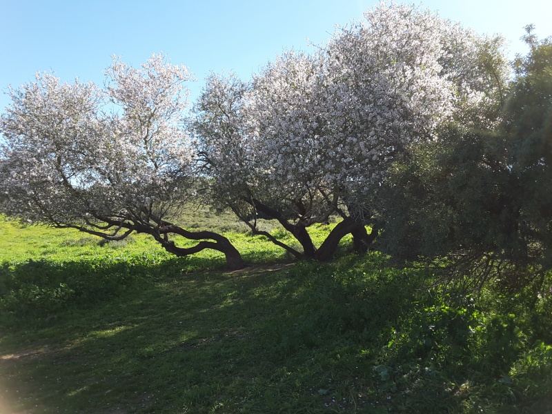 קובץ:2019.02.04-113020.893.android.jpg