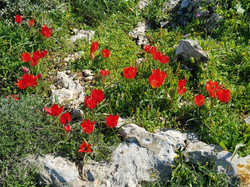 קובץ:2019.02.23-131549.911.android.jpg