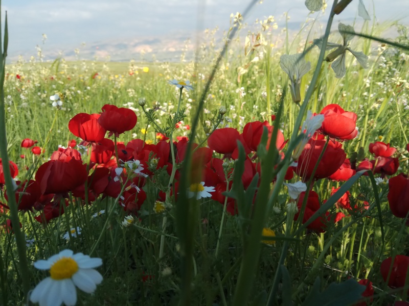 קובץ:2019.03.10-164656.962.android.jpg