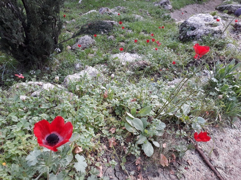 קובץ:2019.03.13-084823.867.android.jpg