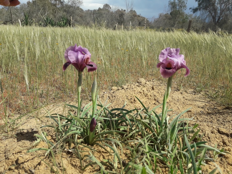 קובץ:2019.03.16-134804.914.android.jpg