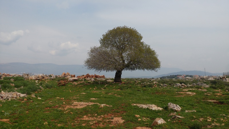 קובץ:2019.03.24-115550.684.android.jpg