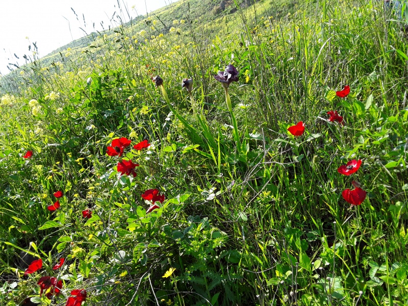 קובץ:2019.04.03-113217.185.android.jpg